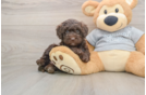 Funny Mini Aussiedoodle Poodle Mix Pup