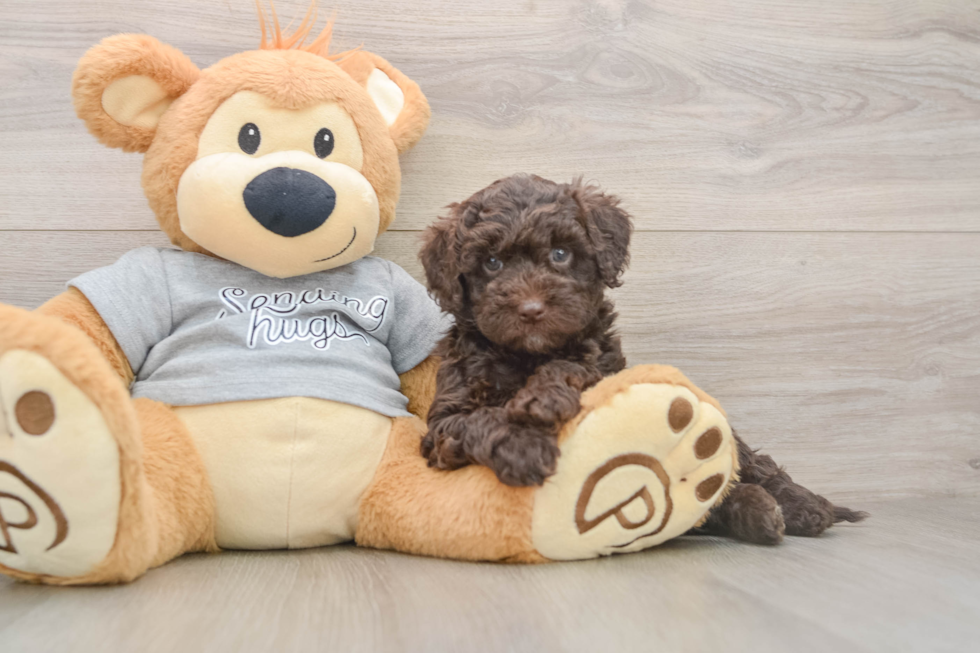 Popular Mini Aussiedoodle Poodle Mix Pup