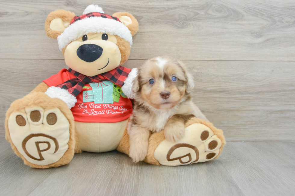 6 week old Mini Aussiedoodle Puppy For Sale - Windy City Pups