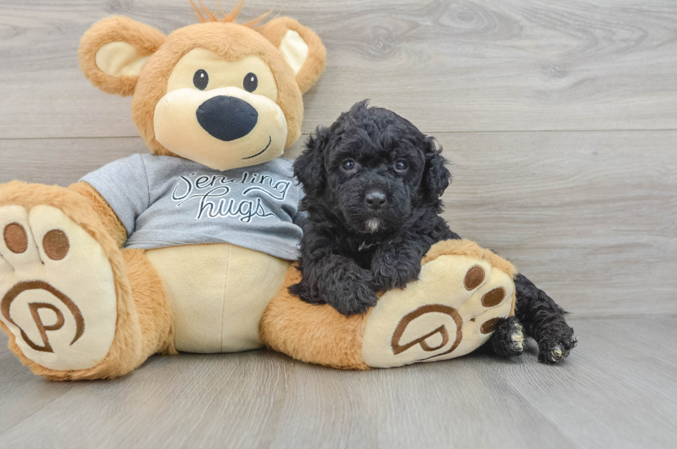 5 week old Mini Aussiedoodle Puppy For Sale - Windy City Pups