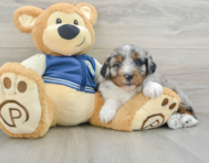 8 week old Mini Aussiedoodle Puppy For Sale - Windy City Pups