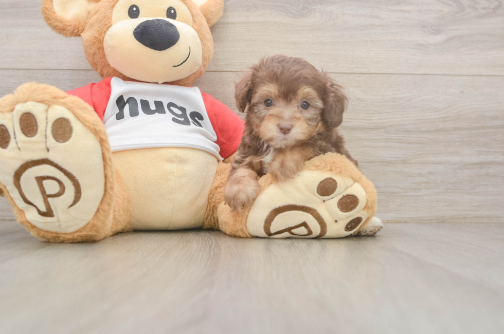 5 week old Mini Aussiedoodle Puppy For Sale - Windy City Pups