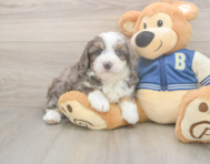 8 week old Mini Aussiedoodle Puppy For Sale - Windy City Pups