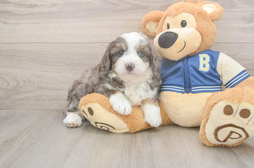 5 week old Mini Aussiedoodle Puppy For Sale - Windy City Pups
