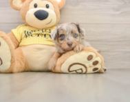 7 week old Mini Aussiedoodle Puppy For Sale - Windy City Pups
