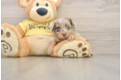 Energetic Aussiepoo Poodle Mix Puppy