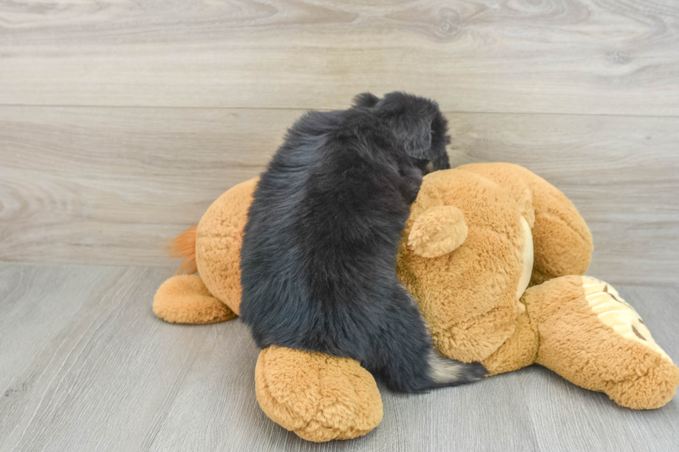 Best Mini Aussiedoodle Baby