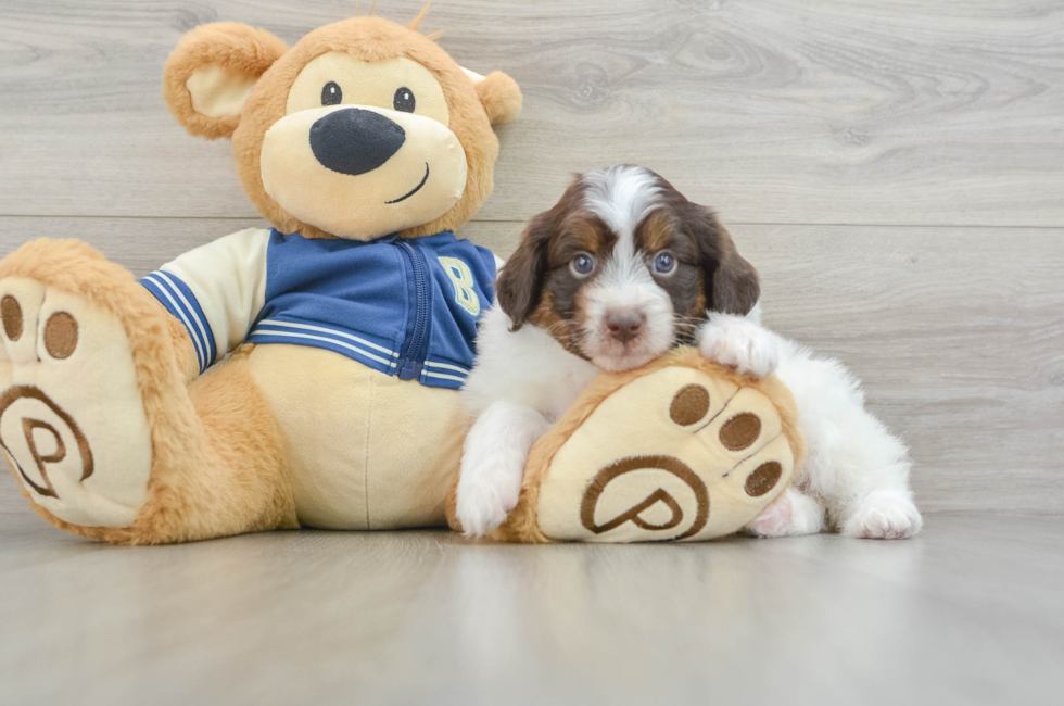 5 week old Mini Aussiedoodle Puppy For Sale - Windy City Pups