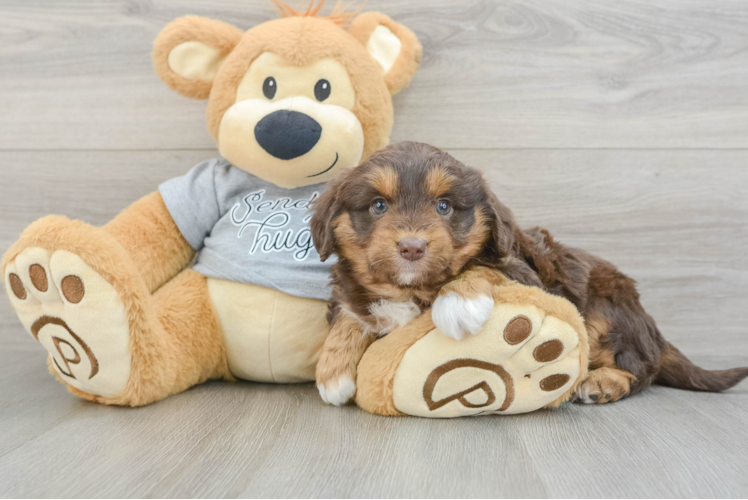Adorable Mini Australian Shepherd X Poodle Mix Poodle Mix Puppy