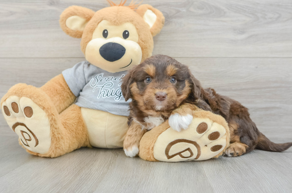 7 week old Mini Aussiedoodle Puppy For Sale - Windy City Pups