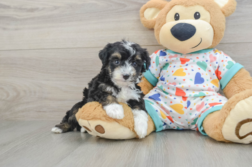 5 week old Mini Aussiedoodle Puppy For Sale - Windy City Pups
