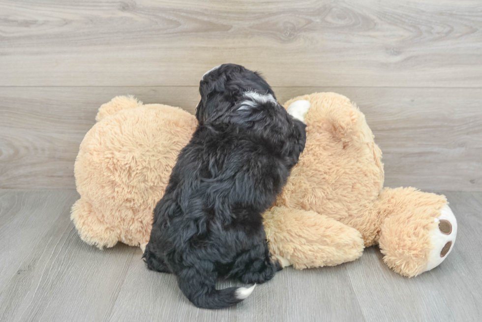 Happy Mini Aussiedoodle Baby