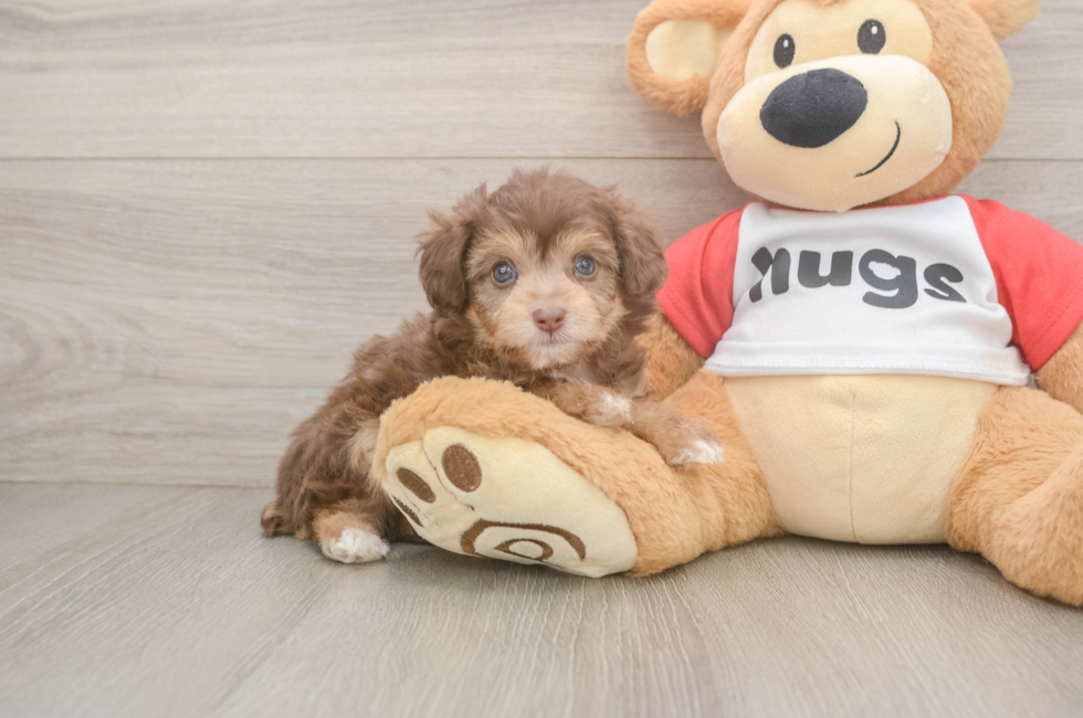 5 week old Mini Aussiedoodle Puppy For Sale - Windy City Pups