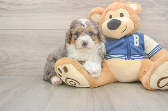 5 week old Mini Aussiedoodle Puppy For Sale - Windy City Pups Mini Aussiedoodle Pup Being Cute