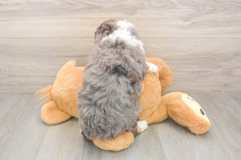 Popular Mini Aussiedoodle Poodle Mix Pup