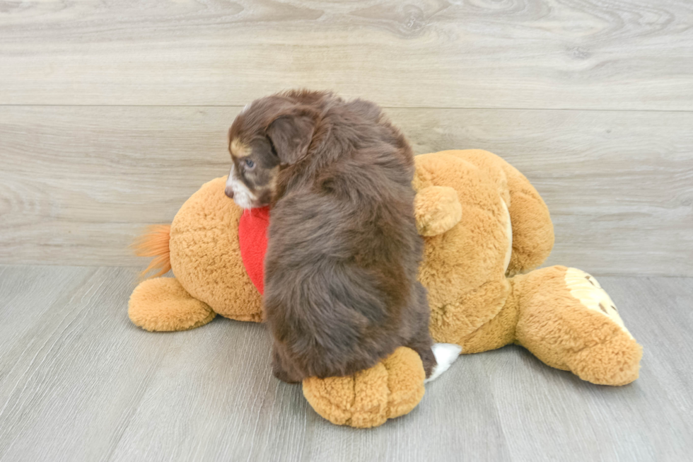 Adorable Mini Australian Shepherd X Poodle Mix Poodle Mix Puppy