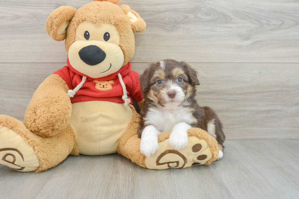 Fluffy Mini Aussiedoodle Poodle Mix Pup