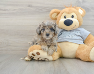 8 week old Mini Aussiedoodle Puppy For Sale - Windy City Pups