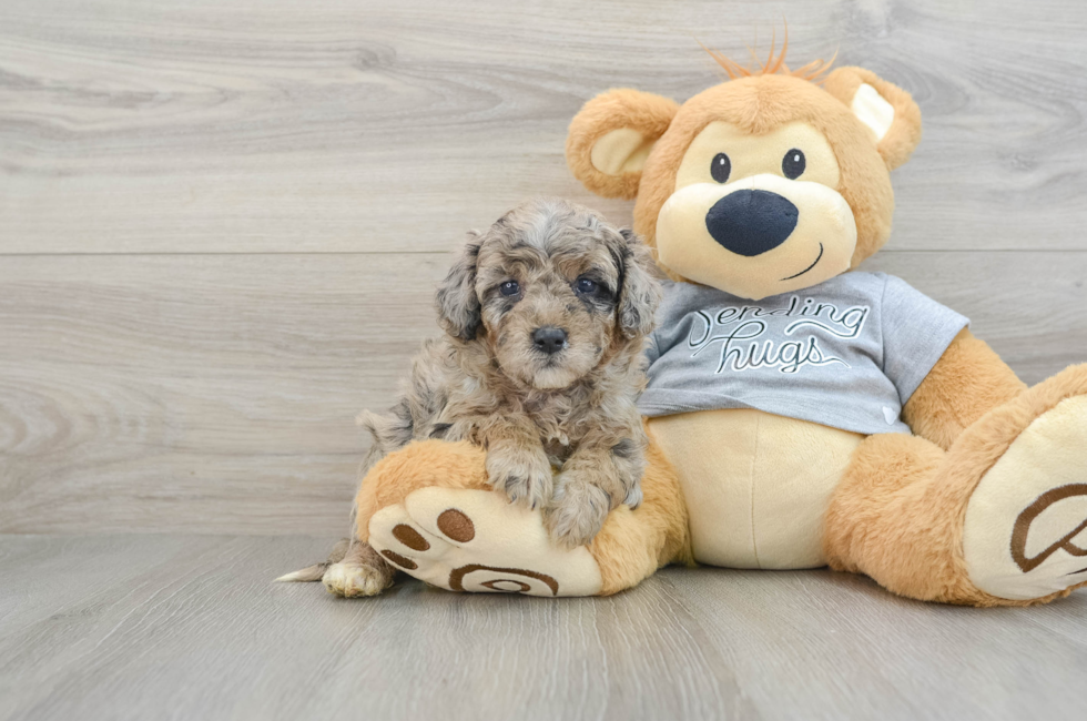 5 week old Mini Aussiedoodle Puppy For Sale - Windy City Pups