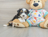 7 week old Mini Aussiedoodle Puppy For Sale - Windy City Pups