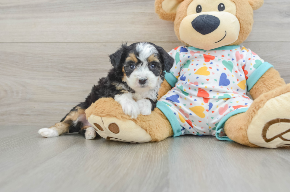 5 week old Mini Aussiedoodle Puppy For Sale - Windy City Pups