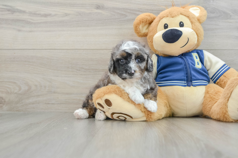 5 week old Mini Aussiedoodle Puppy For Sale - Windy City Pups