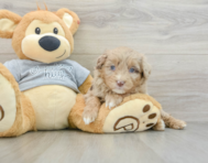 8 week old Mini Aussiedoodle Puppy For Sale - Windy City Pups