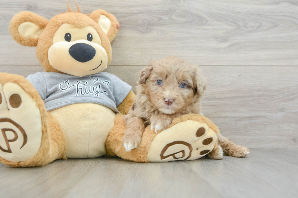 5 week old Mini Aussiedoodle Puppy For Sale - Windy City Pups