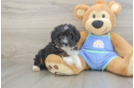 Mini Aussiedoodle Puppy for Adoption