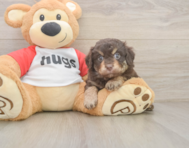 8 week old Mini Aussiedoodle Puppy For Sale - Windy City Pups