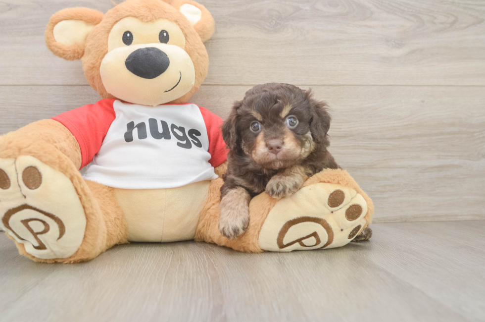 5 week old Mini Aussiedoodle Puppy For Sale - Windy City Pups