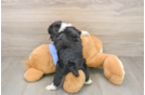 Mini Aussiedoodle Pup Being Cute