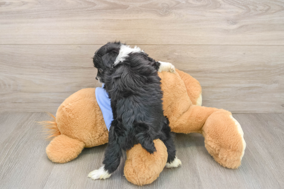 Mini Aussiedoodle Pup Being Cute
