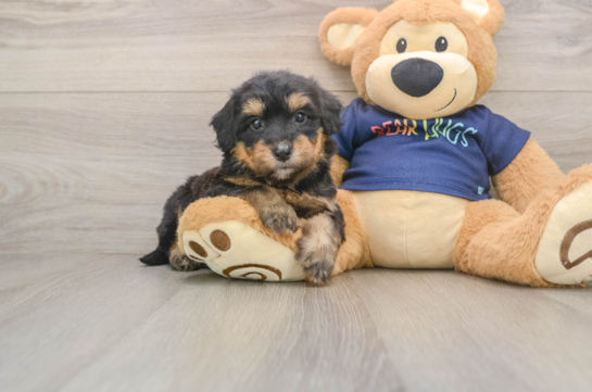 Cute Mini Aussiedoodle Baby