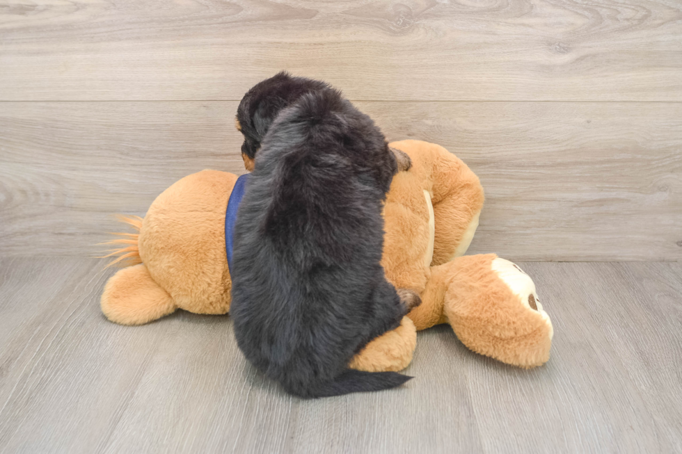 Mini Aussiedoodle Pup Being Cute