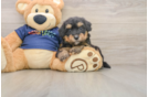 Popular Mini Aussiedoodle Poodle Mix Pup