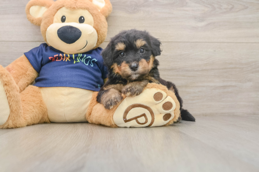 Popular Mini Aussiedoodle Poodle Mix Pup