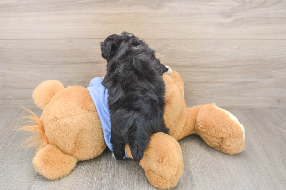 Mini Aussiedoodle Puppy for Adoption