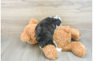 Fluffy Mini Aussiedoodle Poodle Mix Pup