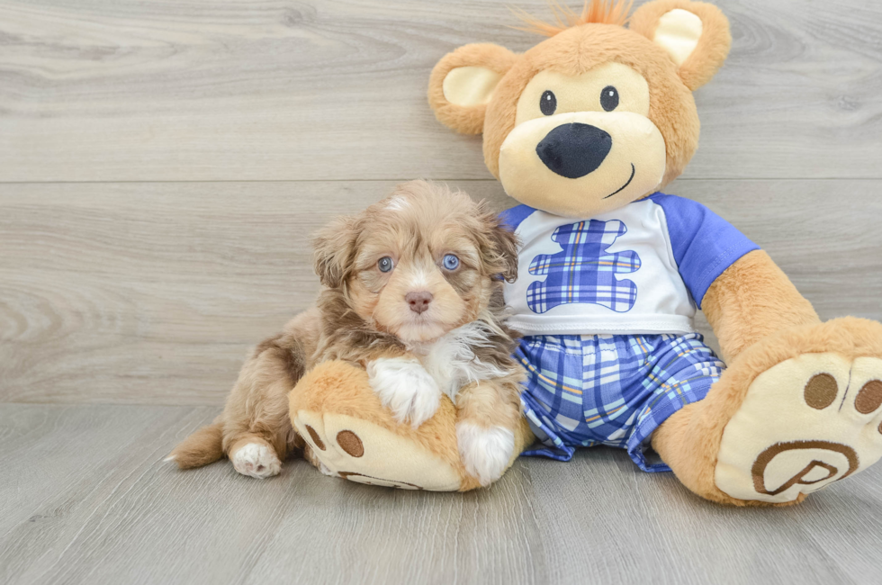 6 week old Mini Aussiedoodle Puppy For Sale - Windy City Pups