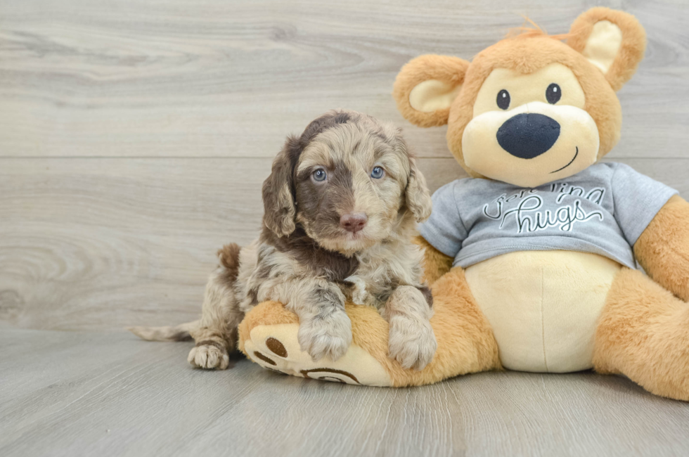 5 week old Mini Aussiedoodle Puppy For Sale - Windy City Pups