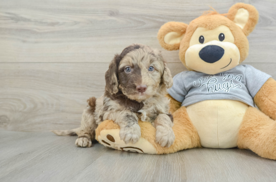 Mini Aussiedoodle Puppy for Adoption