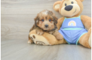 Energetic Aussie Poo Poodle Mix Puppy