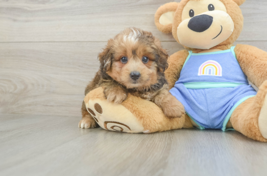 Energetic Aussie Poo Poodle Mix Puppy