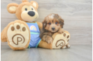 Friendly Mini Aussiedoodle Baby