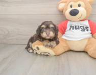 8 week old Mini Aussiedoodle Puppy For Sale - Windy City Pups