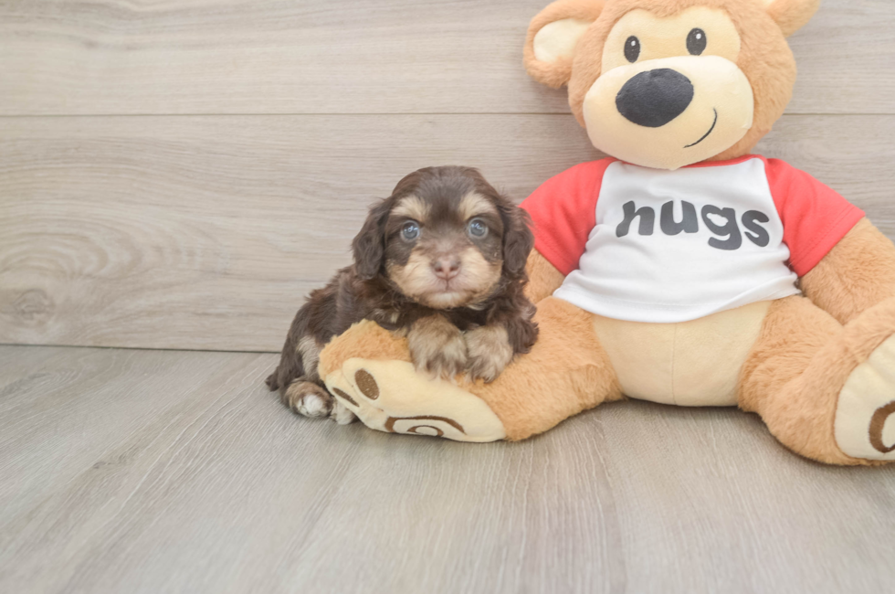 5 week old Mini Aussiedoodle Puppy For Sale - Windy City Pups