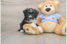 Best Mini Aussiedoodle Baby