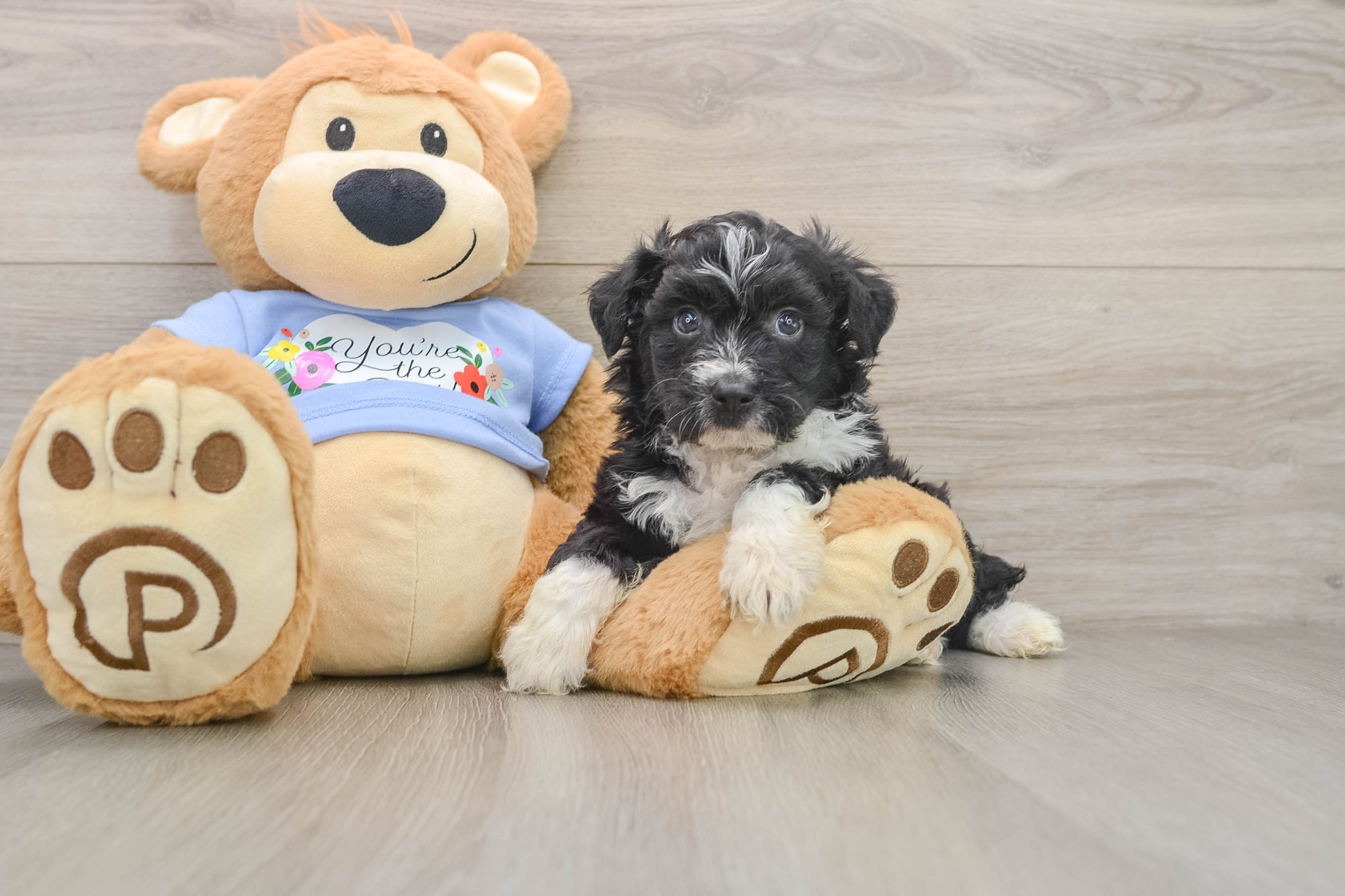 Happy Mini Aussiedoodle Baby