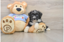 Happy Mini Aussiedoodle Baby